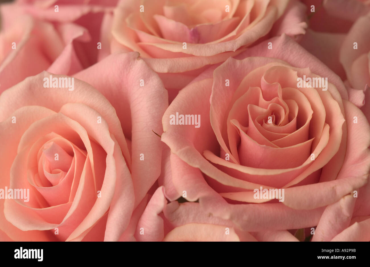 light pink roses Stock Photo Alamy