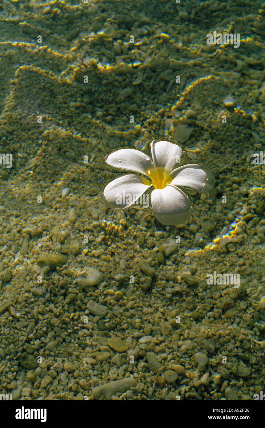 Frangipani white water sand Stock Photo