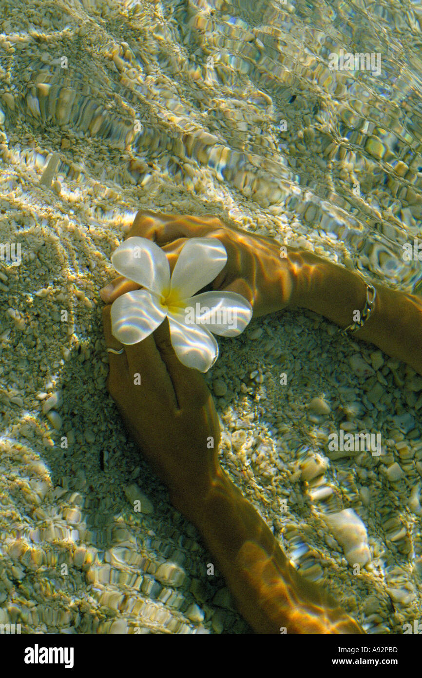 frangipani white hand water sand Stock Photo