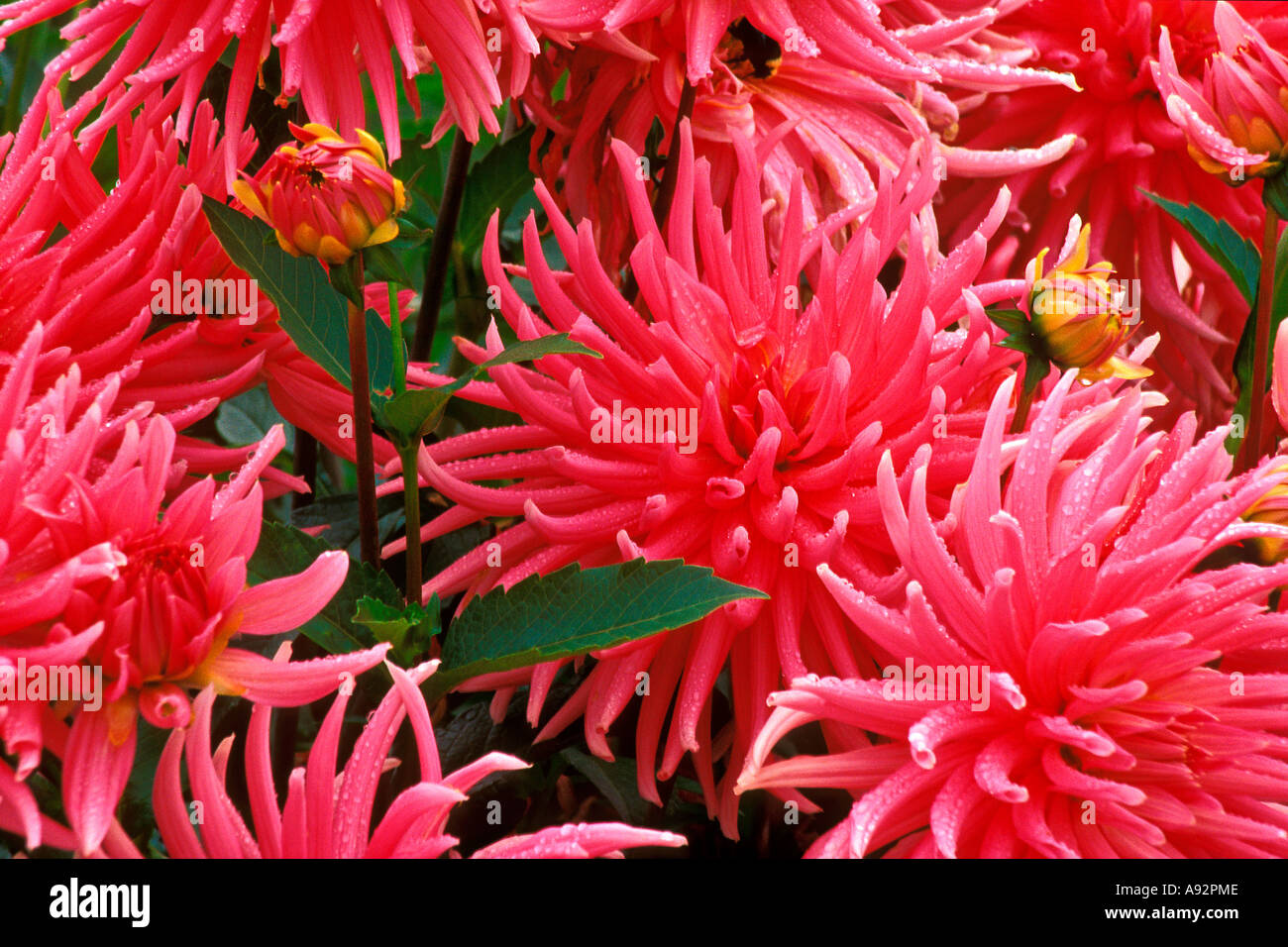 Close up dahlias hi-res stock photography and images - Alamy