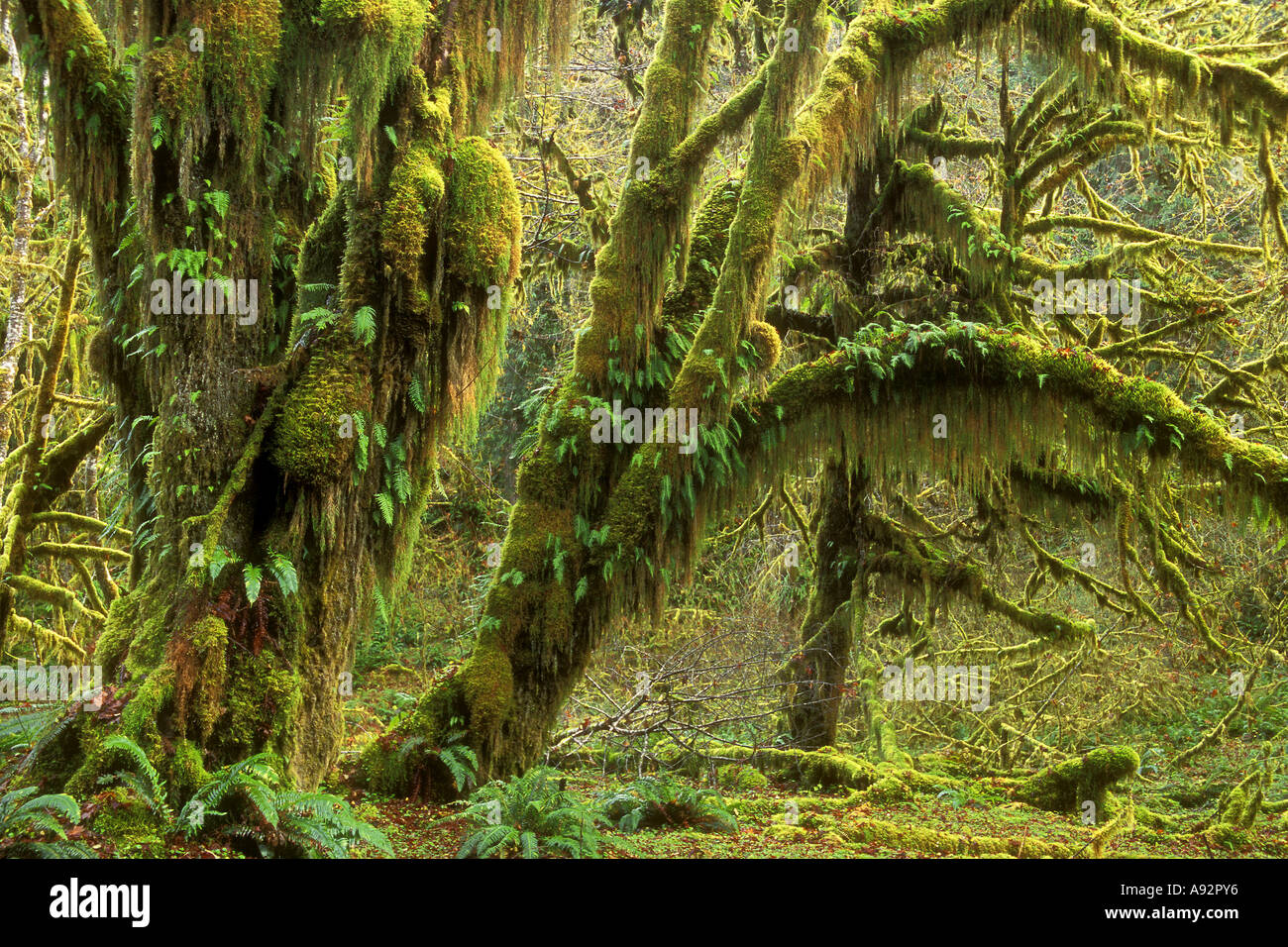 olympic-rainforest-national-park-hi-res-stock-photography-and-images