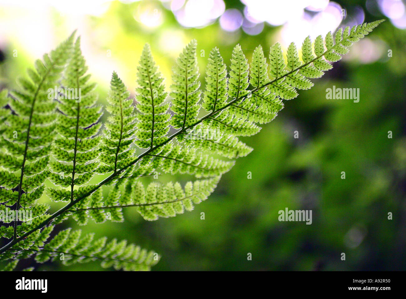 English woodland scenes hi-res stock photography and images - Alamy
