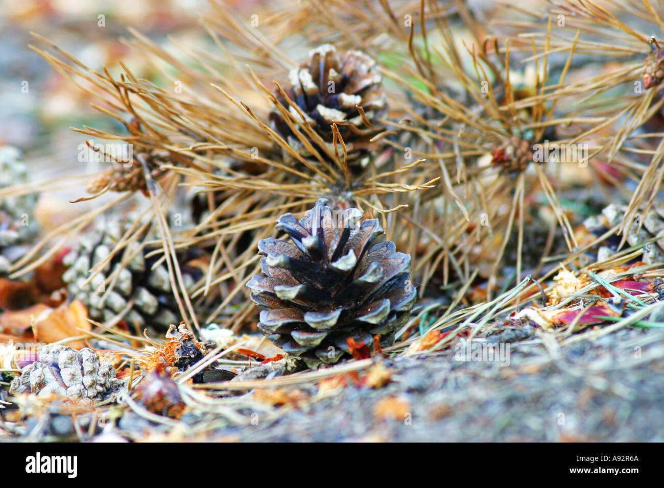 Open pine hi-res stock photography and images - Alamy