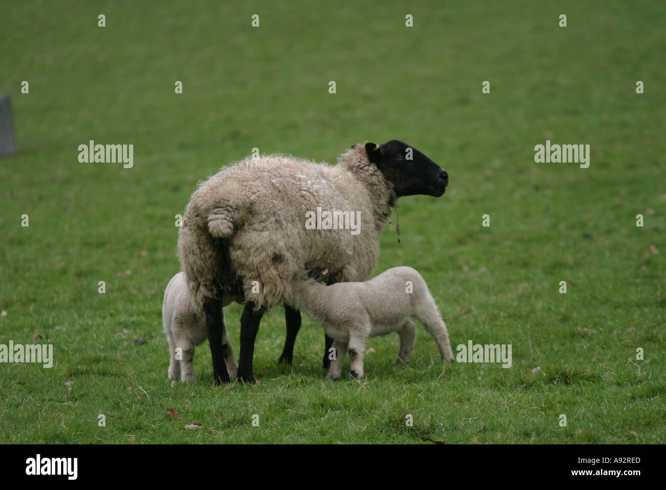 ewe sheep and twin lambs suckling feeding lamb Stock Photo