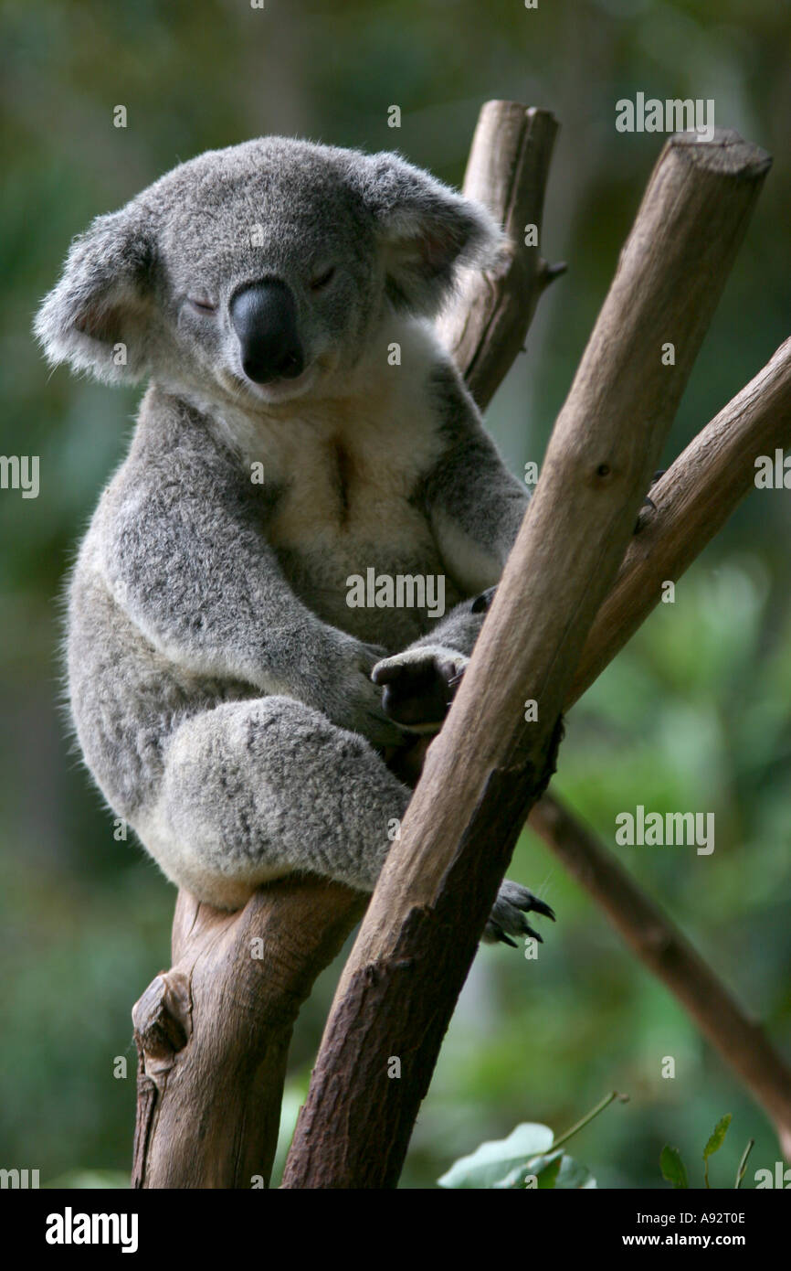 Koala reservation hi-res stock photography and images - Alamy