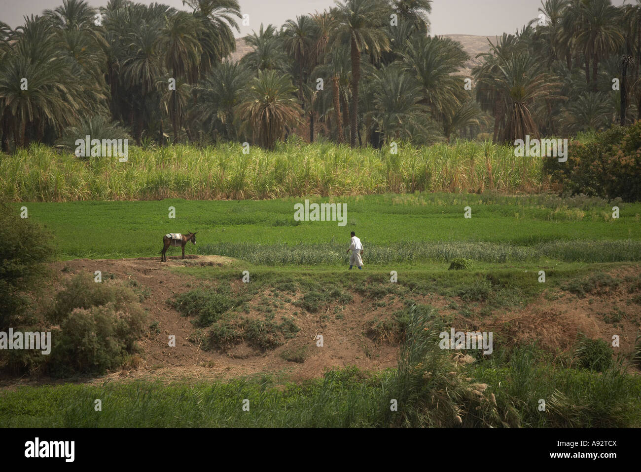 Nile river valley hi-res stock photography and images - Alamy
