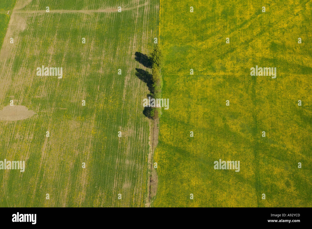 Grass is greener on the other side Aerial of farmland Fraser Valley