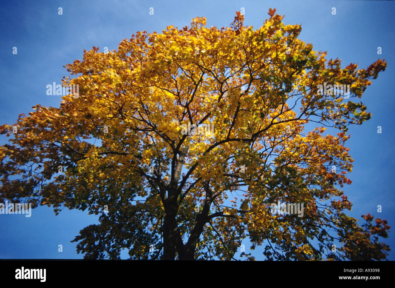 oak tree with golden leaves in the autumn Stock Photo Alamy
