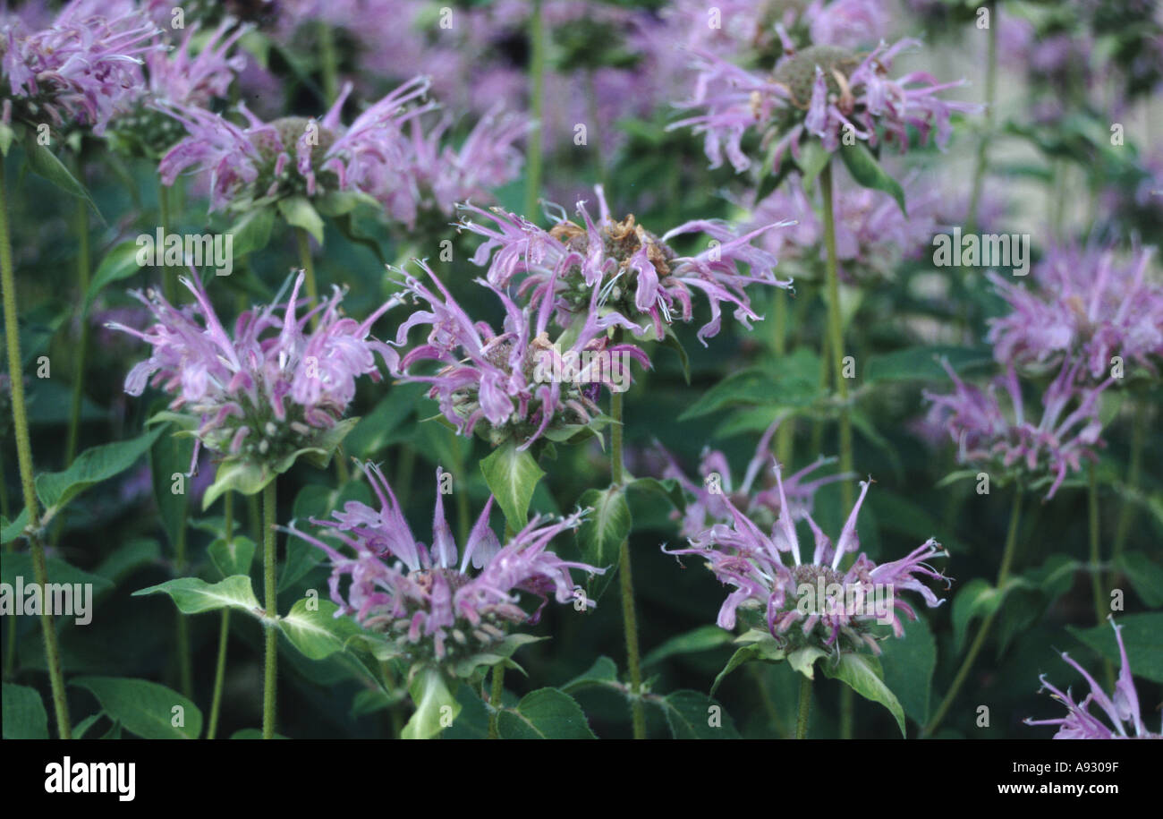 Indianernessel Monarde Stock Photo Alamy