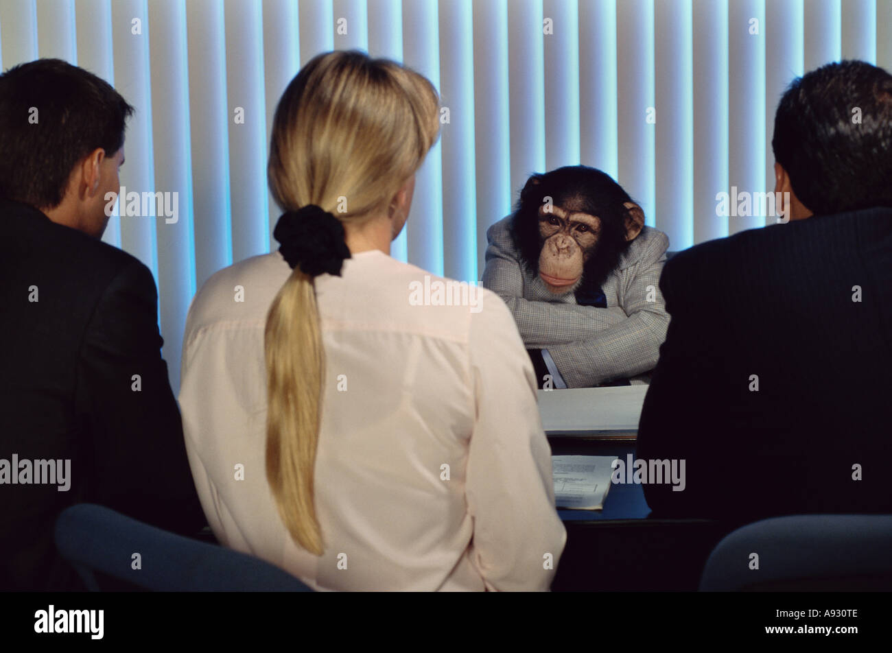 Chimpanzee two man hi-res stock photography and images - Alamy