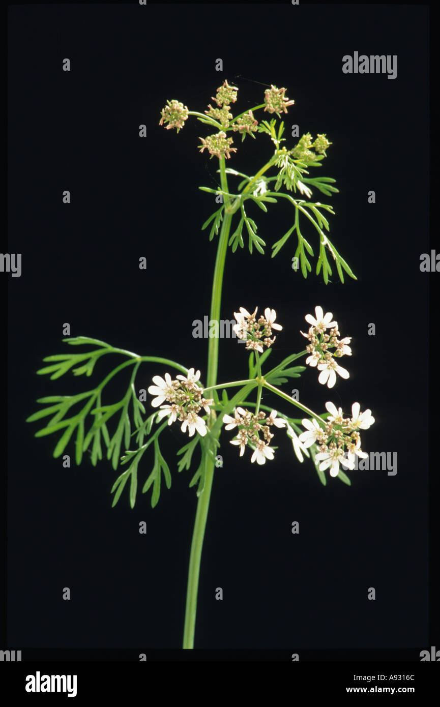 Medicinal plant herb spice Coriander Coriandrum sativum Koriander Stock