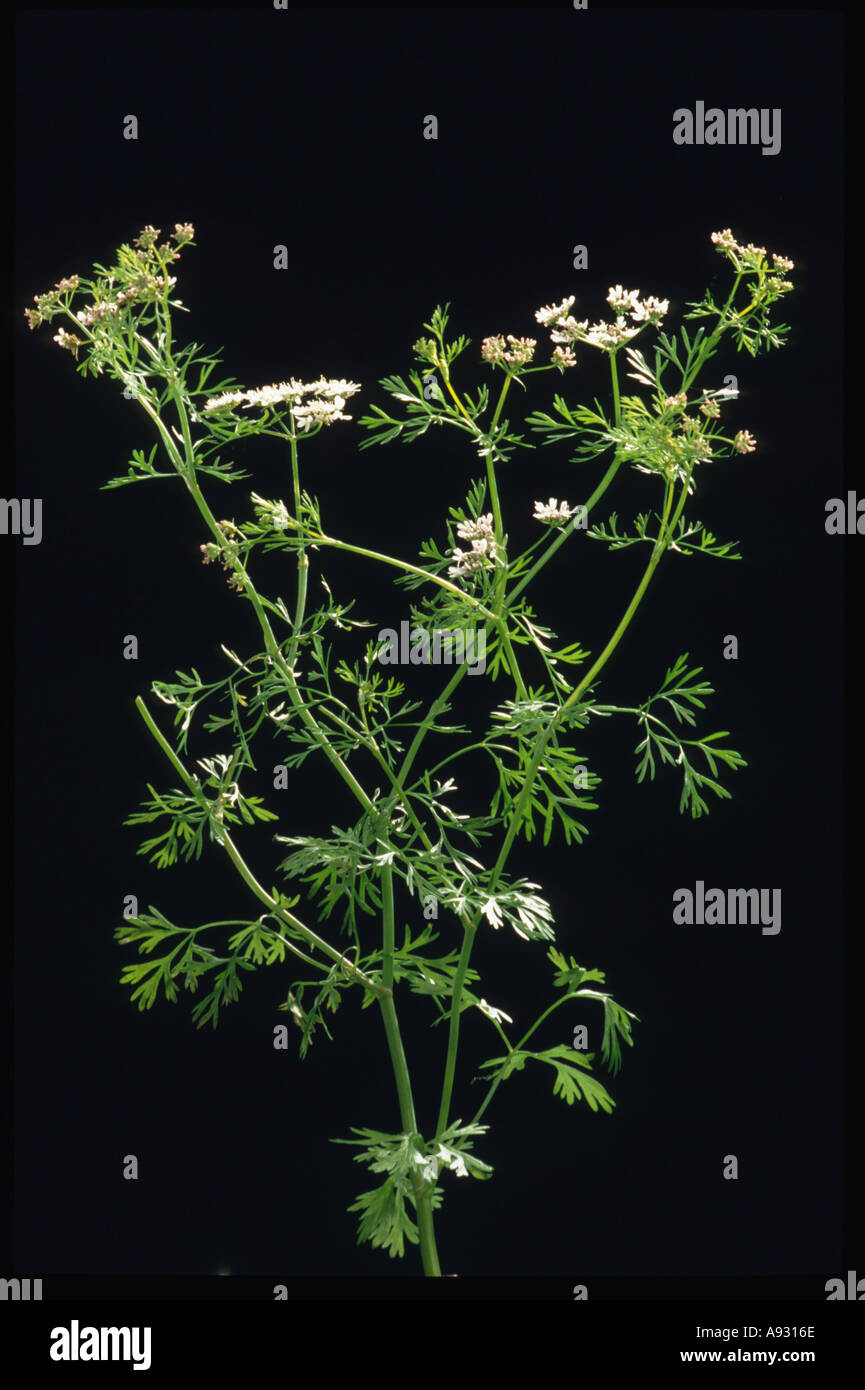 Medicinal plant herb spice Coriander Coriandrum sativum Koriander Stock