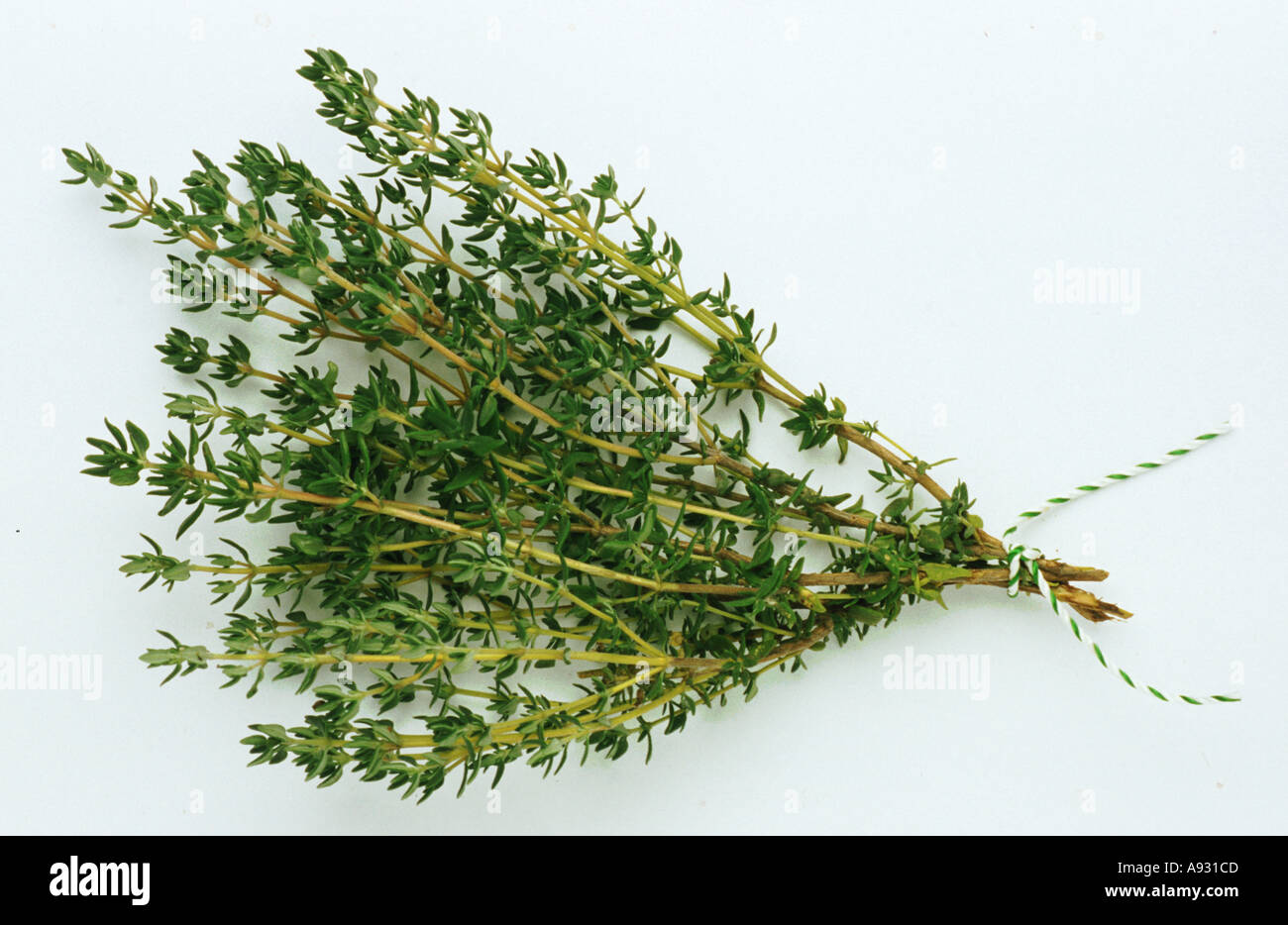 Herb Spice Medicinal plant Thyme Thymus vulgaris pulegioides Thymian