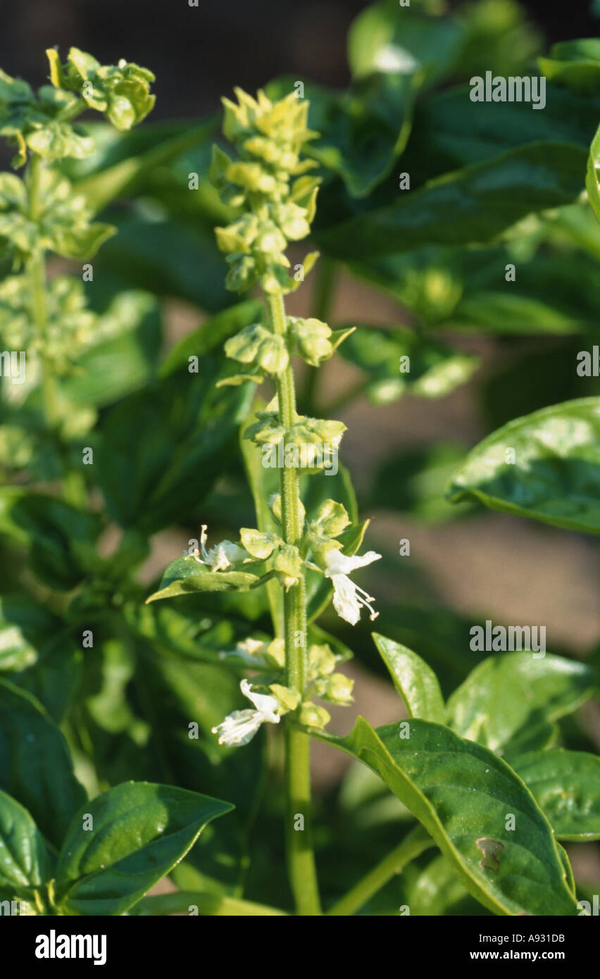 Medicinal plant herb spice Basil Ocimum basilicum Basilikum Stock Photo