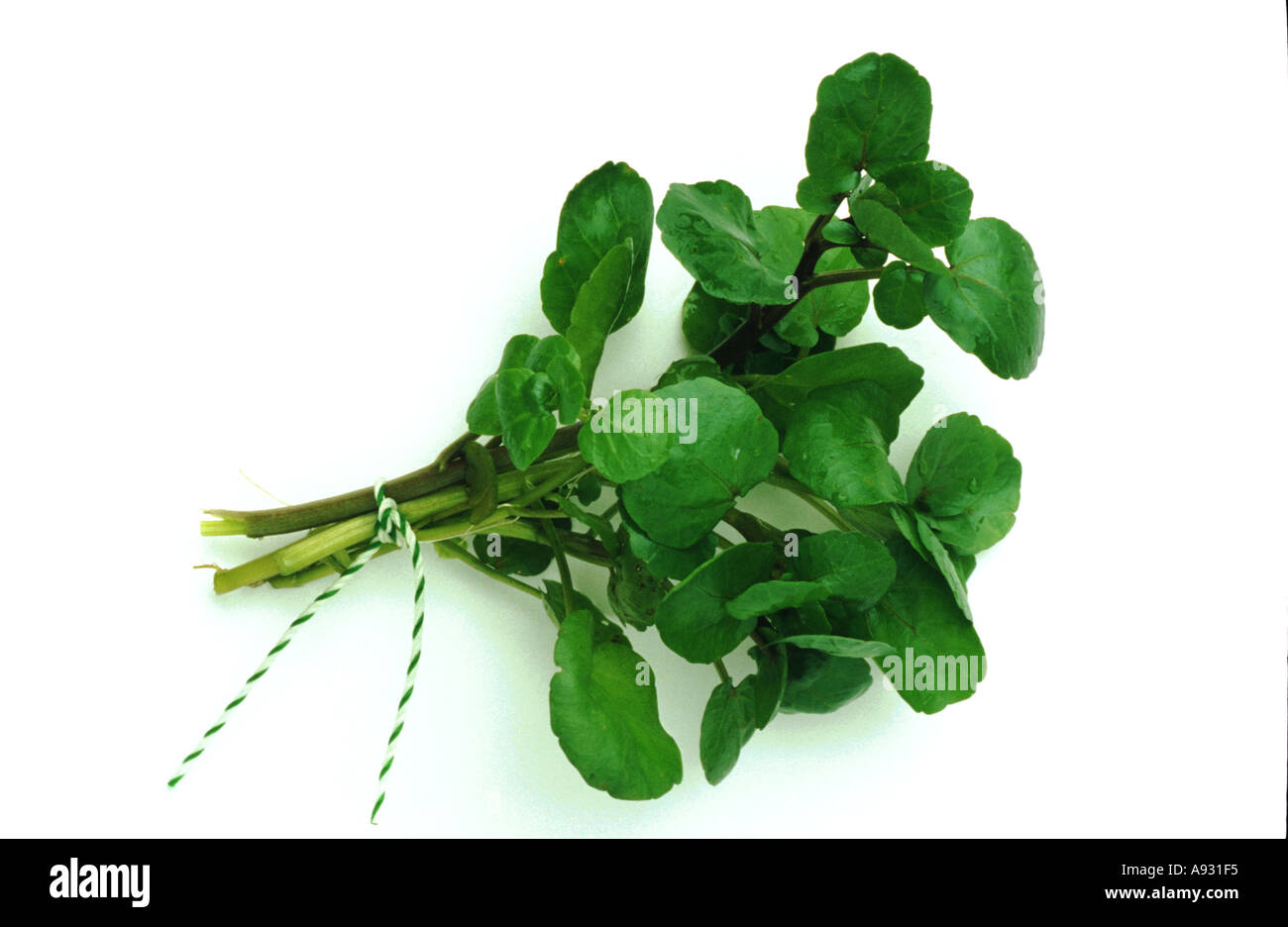 Medicinal plant spice herb salad Watercress Brunnenkresse Nasturtium officinale Stock Photo