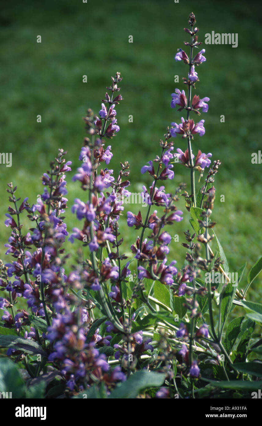 Medicinal plant herb spice Sage Salbei Salvia officinalis Stock Photo