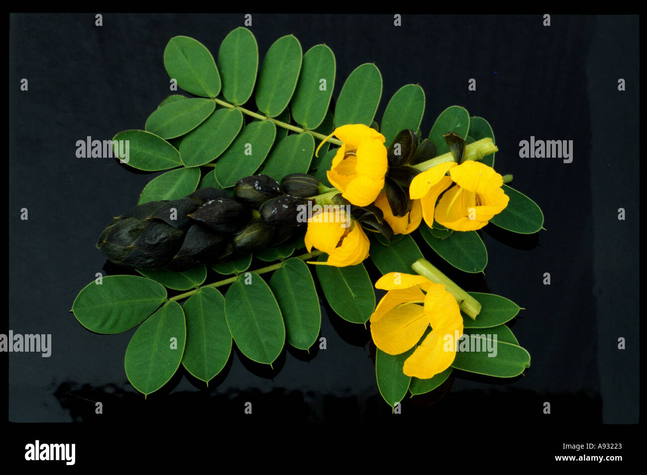 Medicinal plant Senna Stock Photo - Alamy