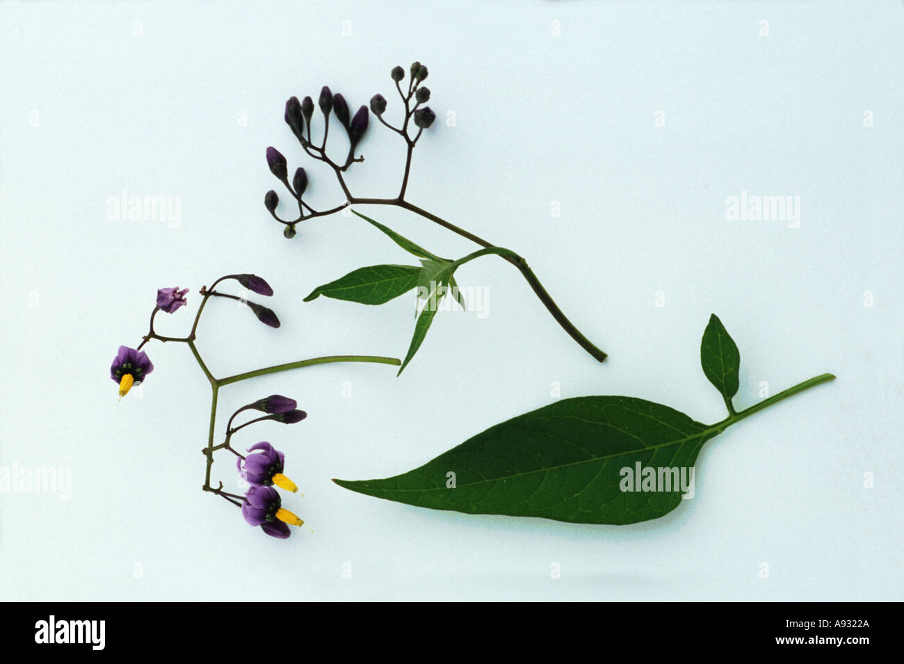 Medicinal plant Solanum dulcamara bittersüßer Nachtschatten Stock Photo