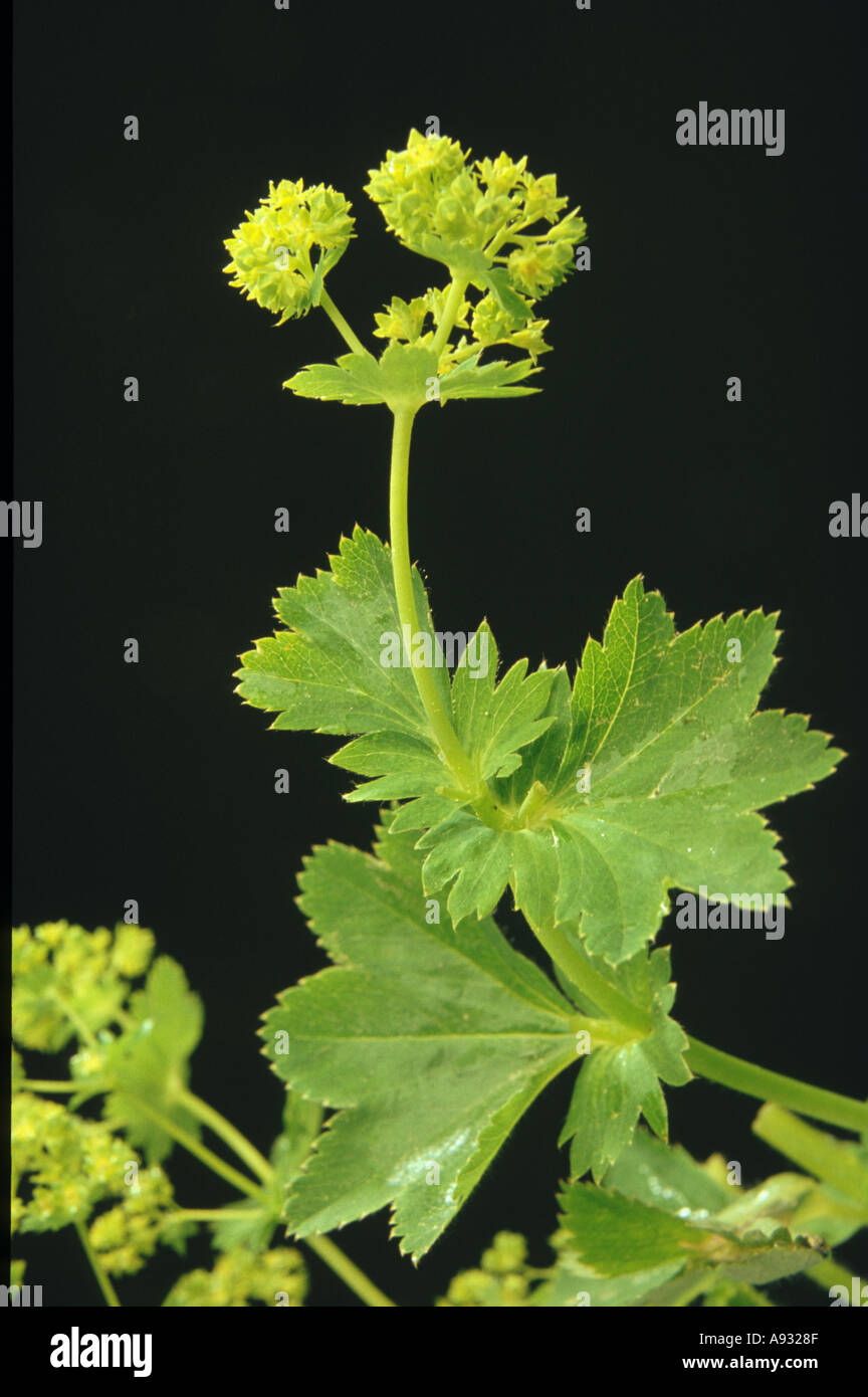 Medicinal plant Lady s Mantle Frauenmantel Stock Photo Alamy
