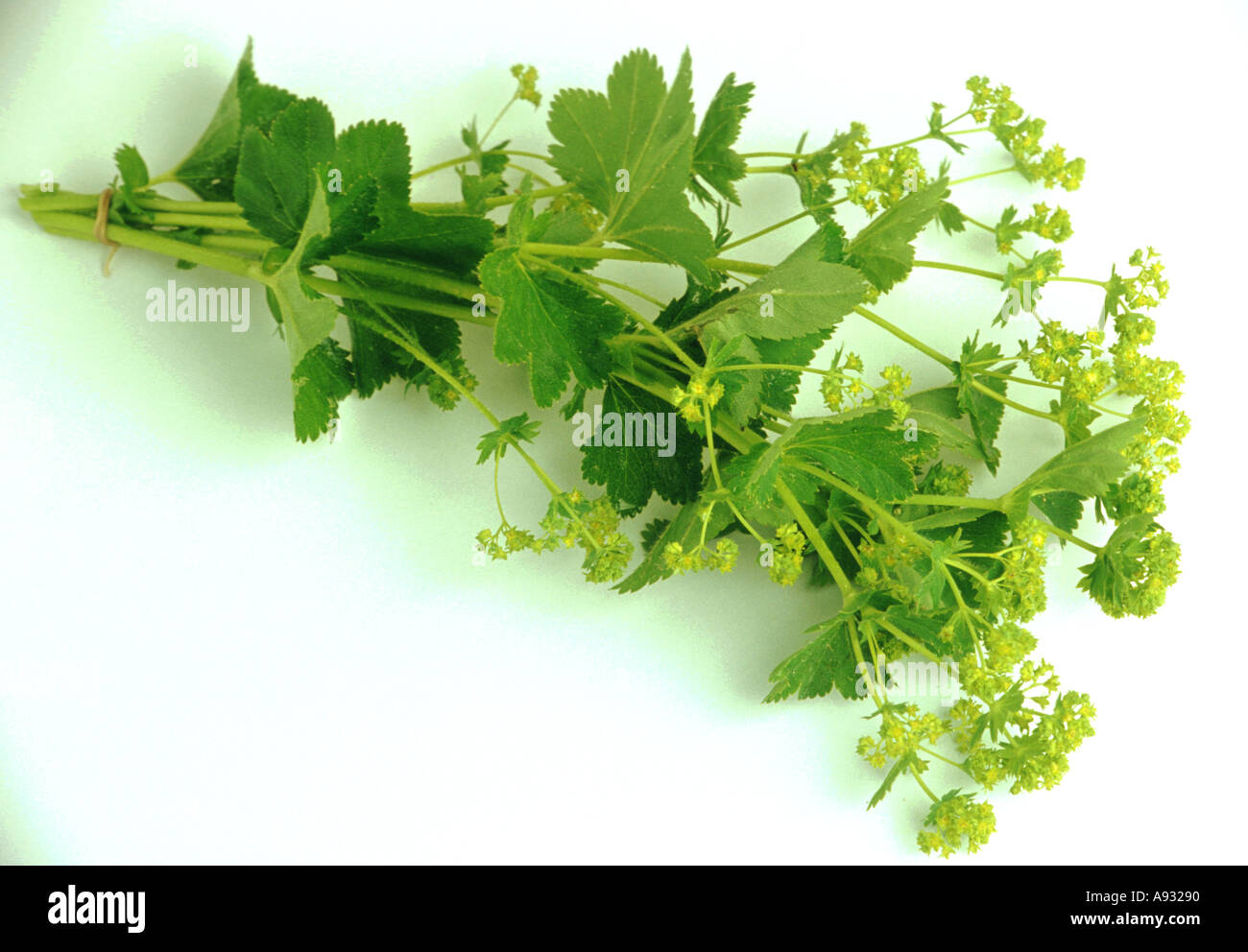 Lady mantle hi-res stock photography and images - Alamy