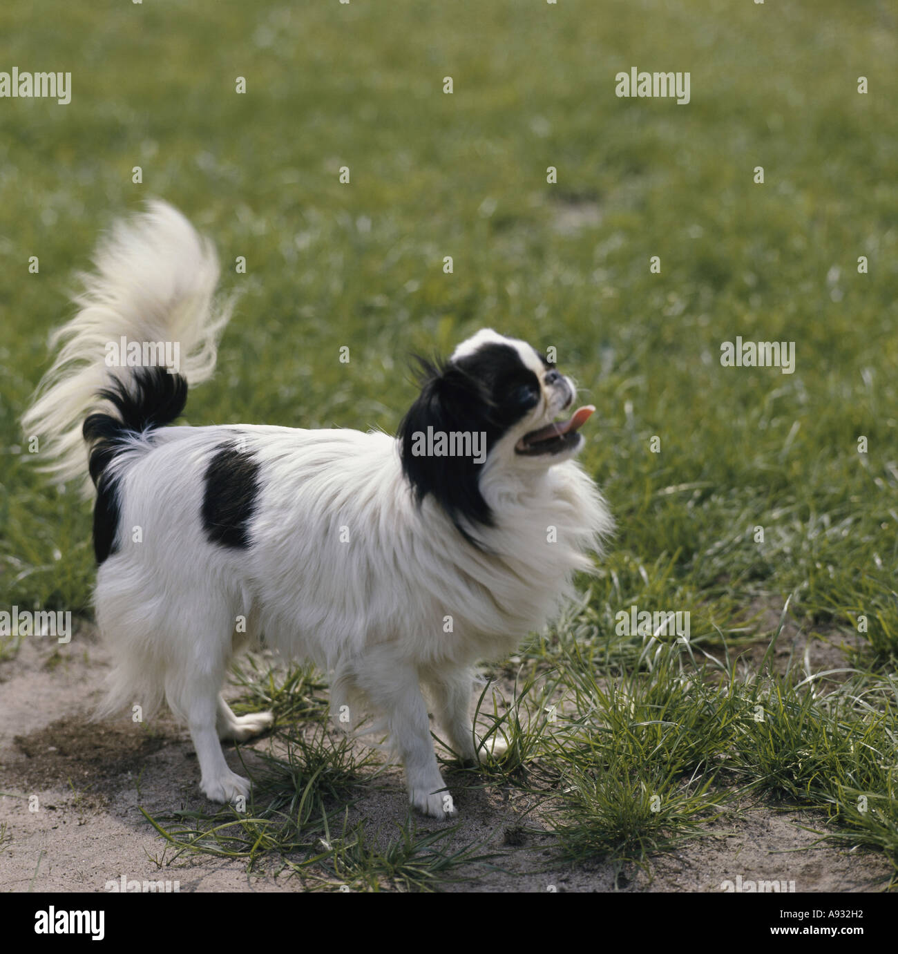 Japanese Chin Stock Photo
