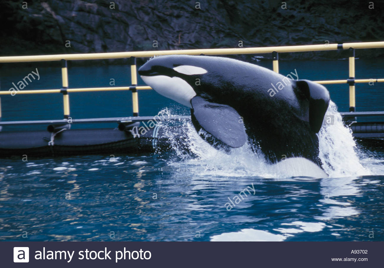 The tamed killer whale Keiko jumping in the water on a sunny day Stock