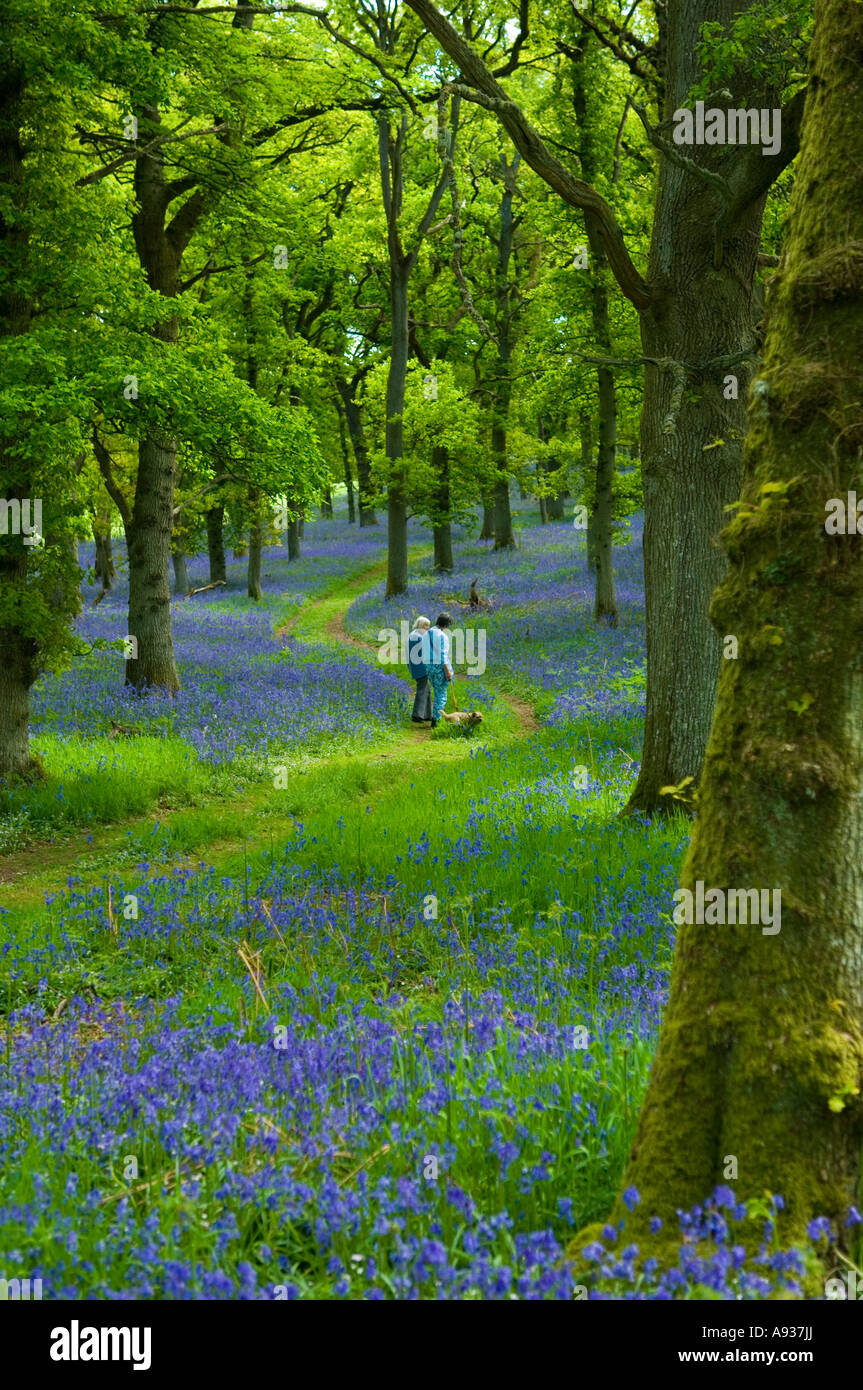 Spring Bluebells in woodlands Perthshire, Scotland Stock Photo