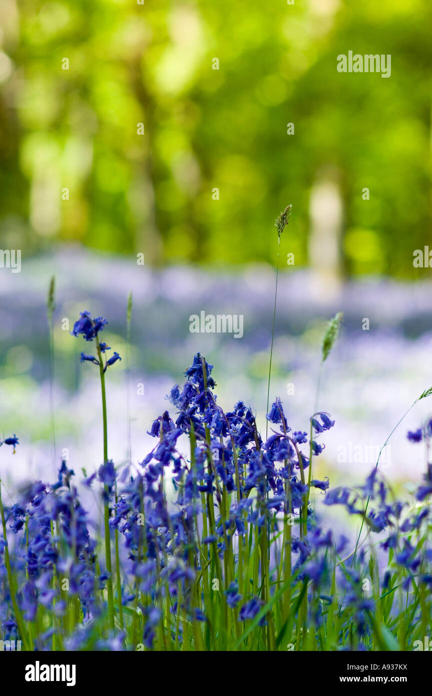 Spring bluebells in woodland Scotland Stock Photo