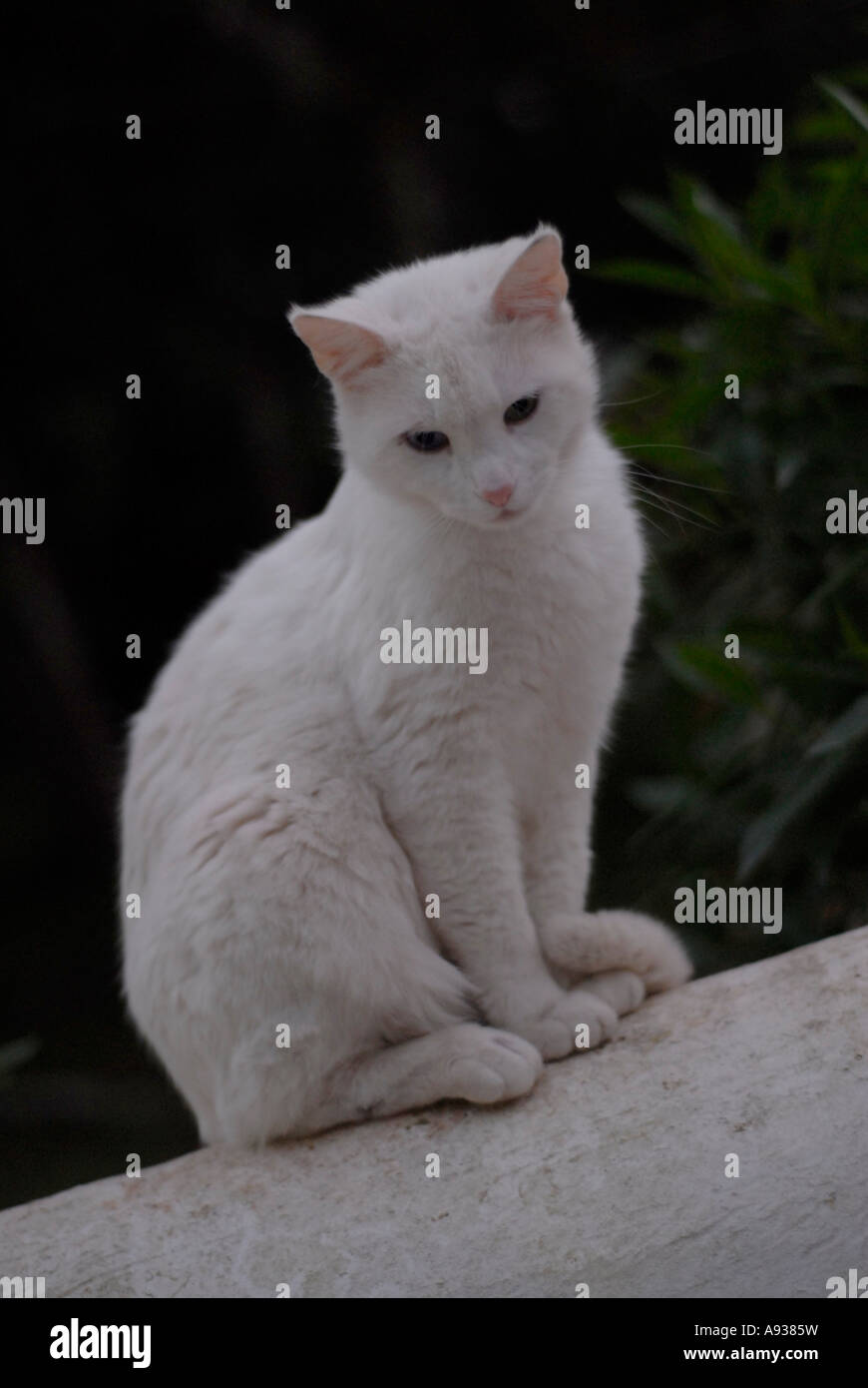White cat in the street at sunset Stock Photo - Alamy