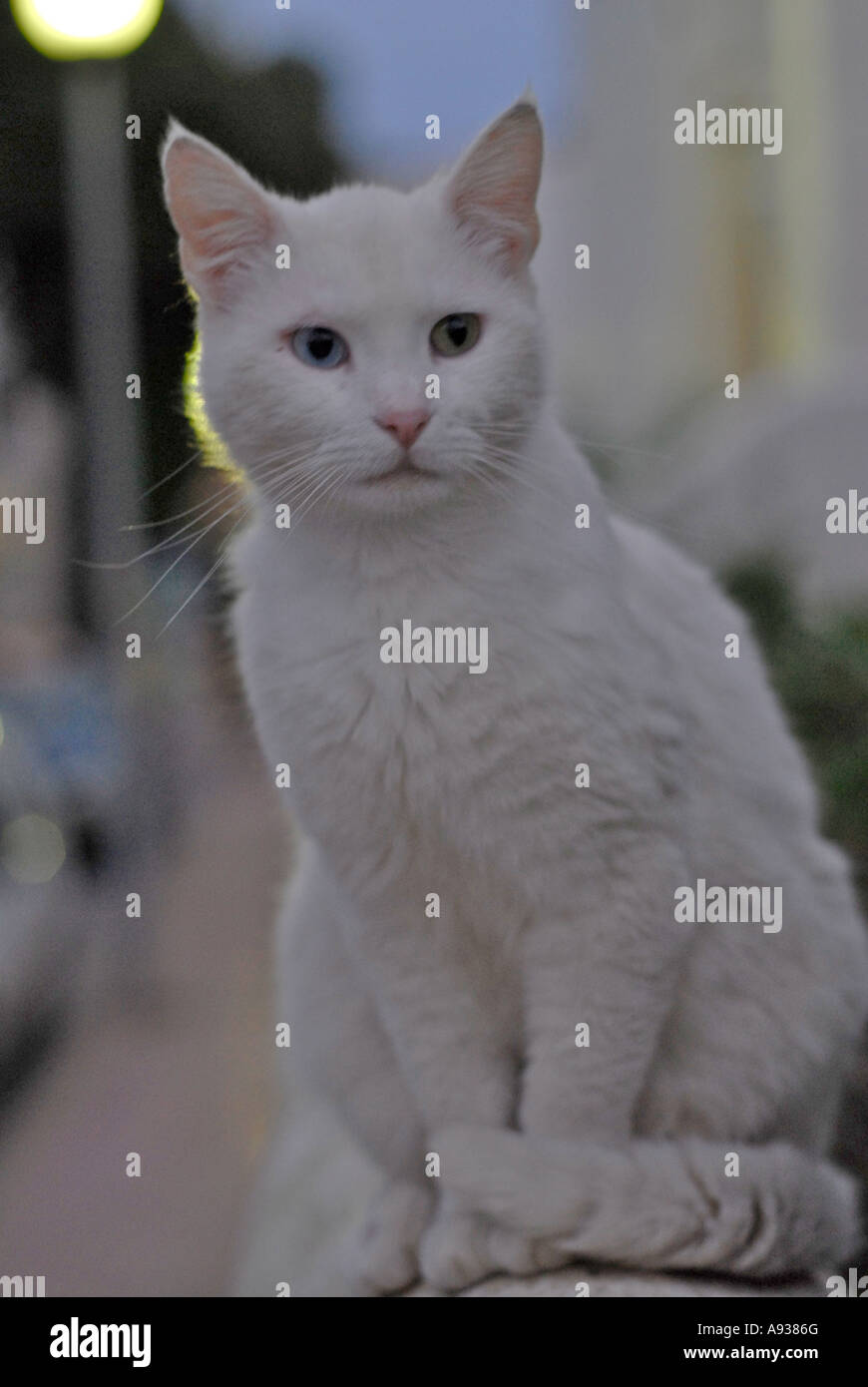 White cat in the street at sunset Stock Photo - Alamy
