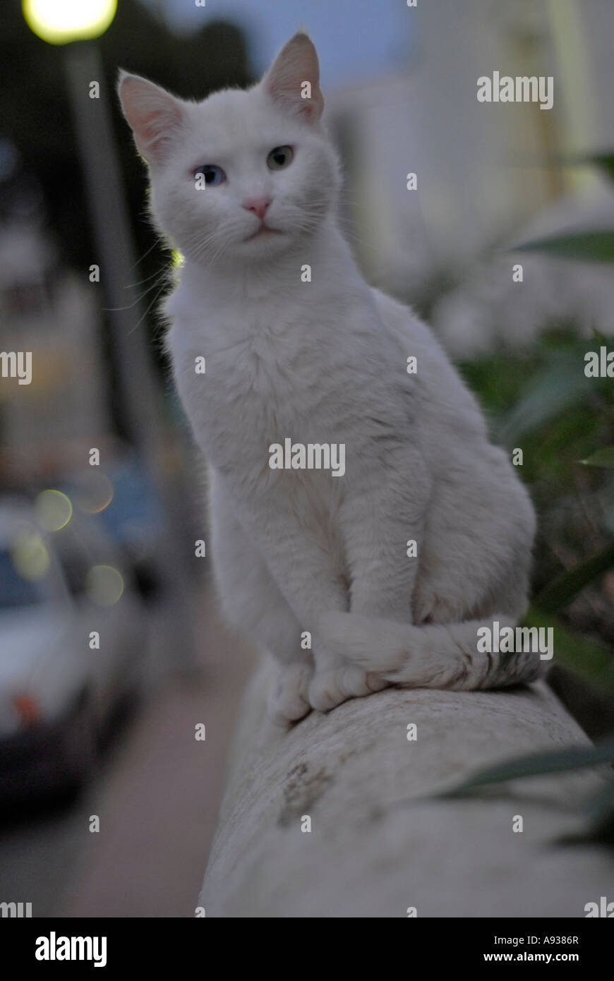 White cat in the street at sunset Stock Photo - Alamy