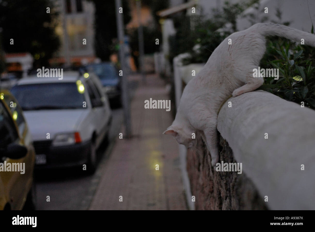 White cat in the street at sunset Stock Photo - Alamy