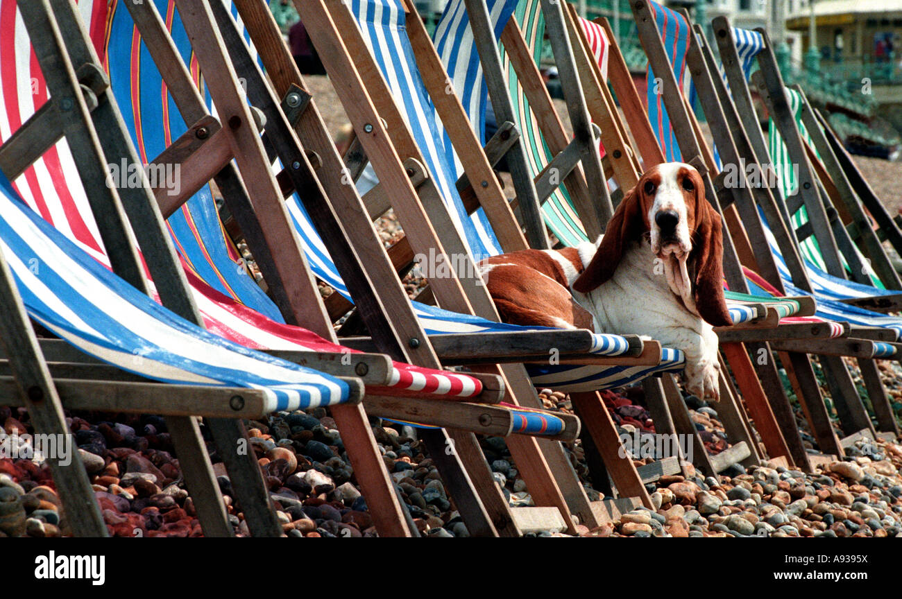 Basset hound facing camera basking in the sunshine on a deckchair on Brighton Beach Stock Photo
