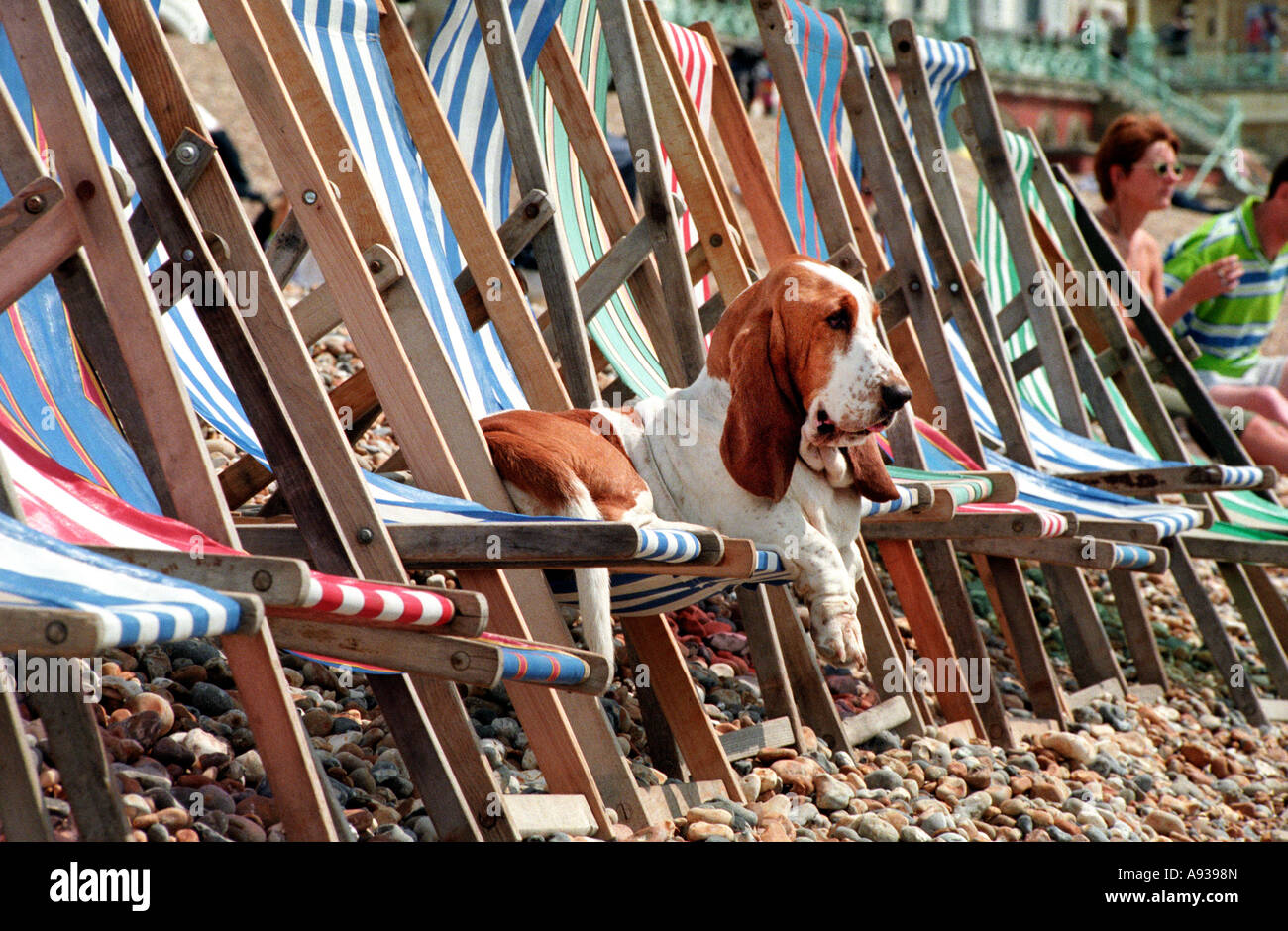 Basset hound basking in the sunshine on a deckchair on Brighton Beach seafront Stock Photo