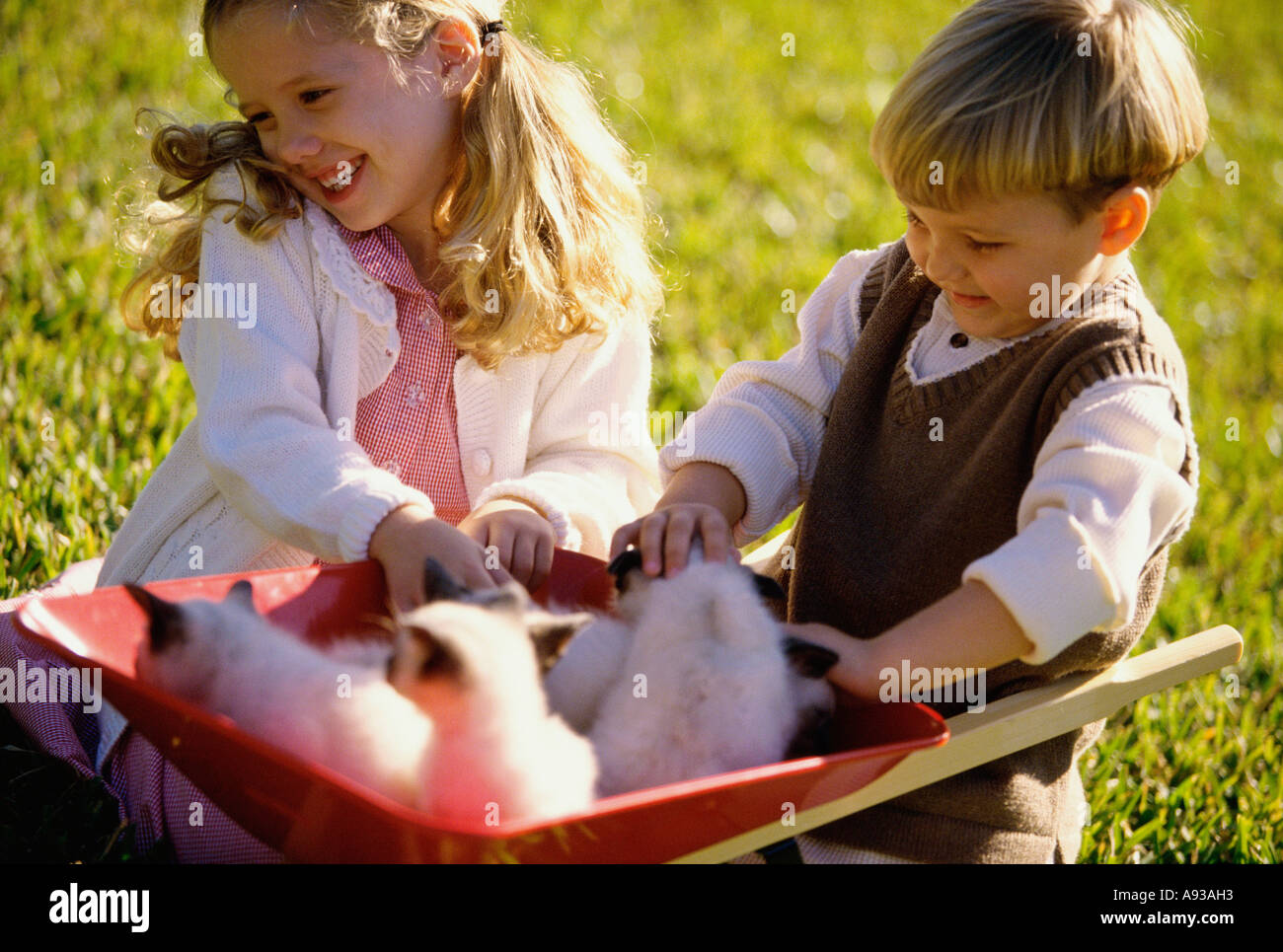 Boy and girl playing with kittens in a wheelbarrow Stock Photo - Alamy