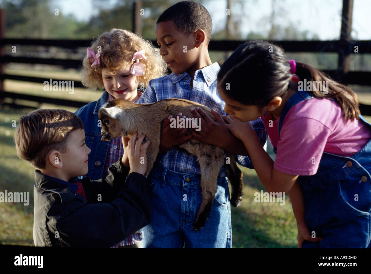 Four children playing with a lamb Stock Photo - Alamy