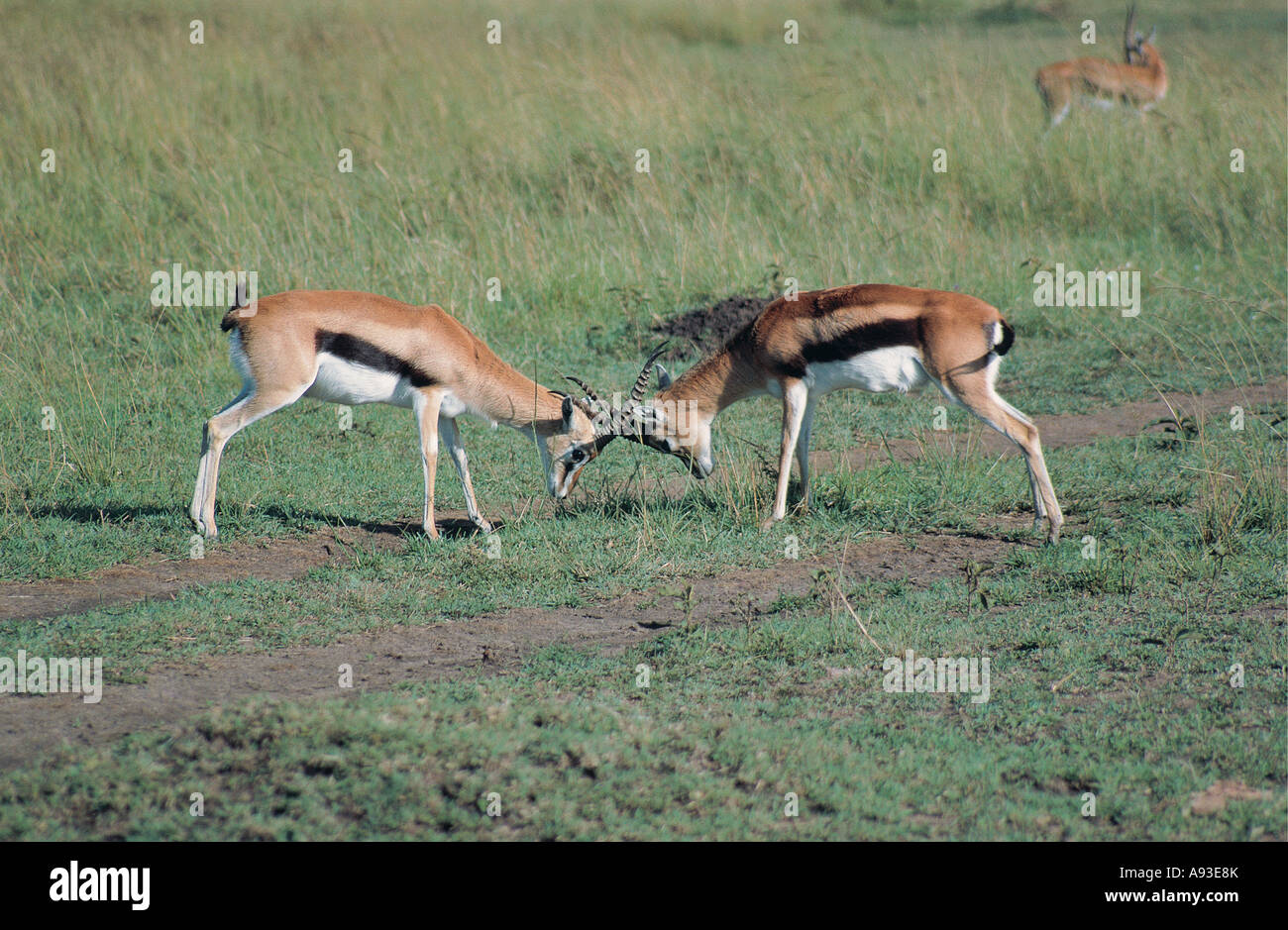 Male Thompson s Gazelles fighting Masai Mara National Reserve Kenya ...