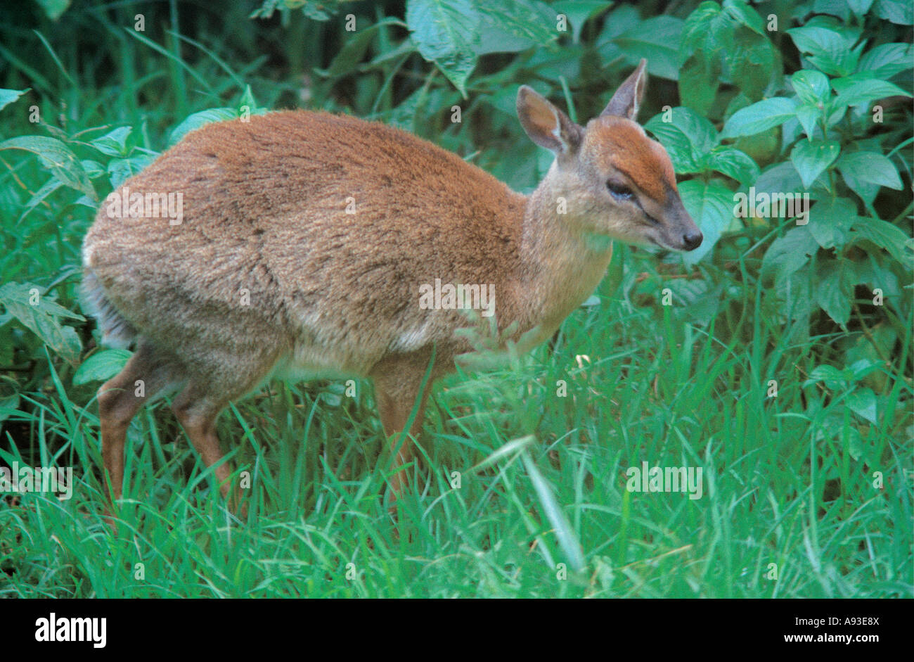 Suni Antelope Nesotragus moschatus near The Ark Aberdares National Park Kenya Stock Photo