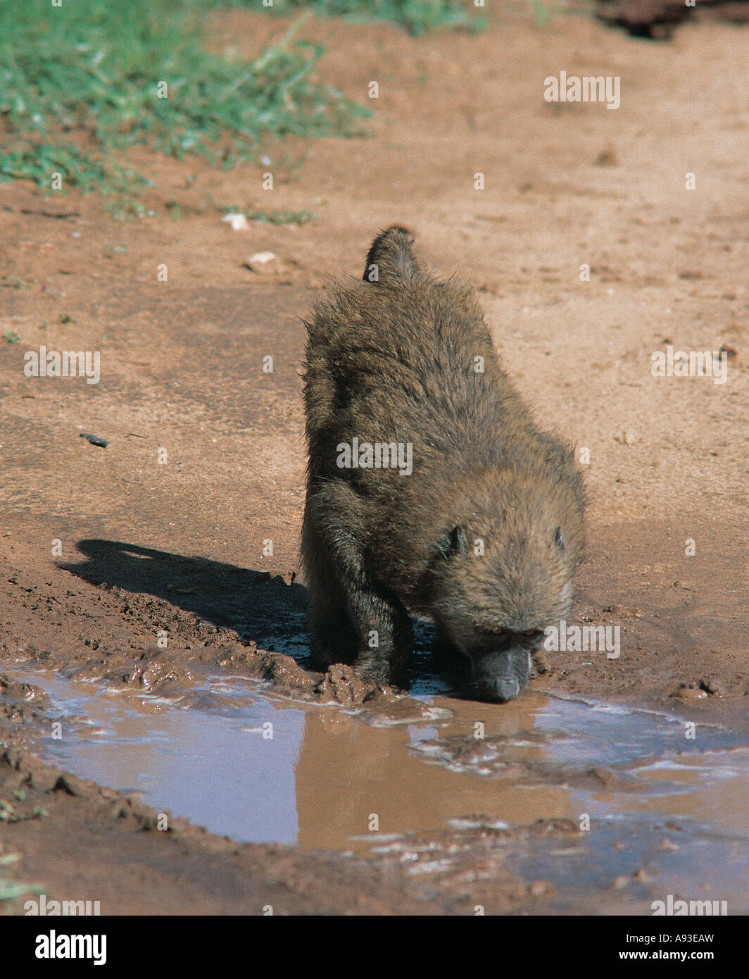 Olive Baboon drinking water Samburu National Reserve Kenya East Africa Stock Photo