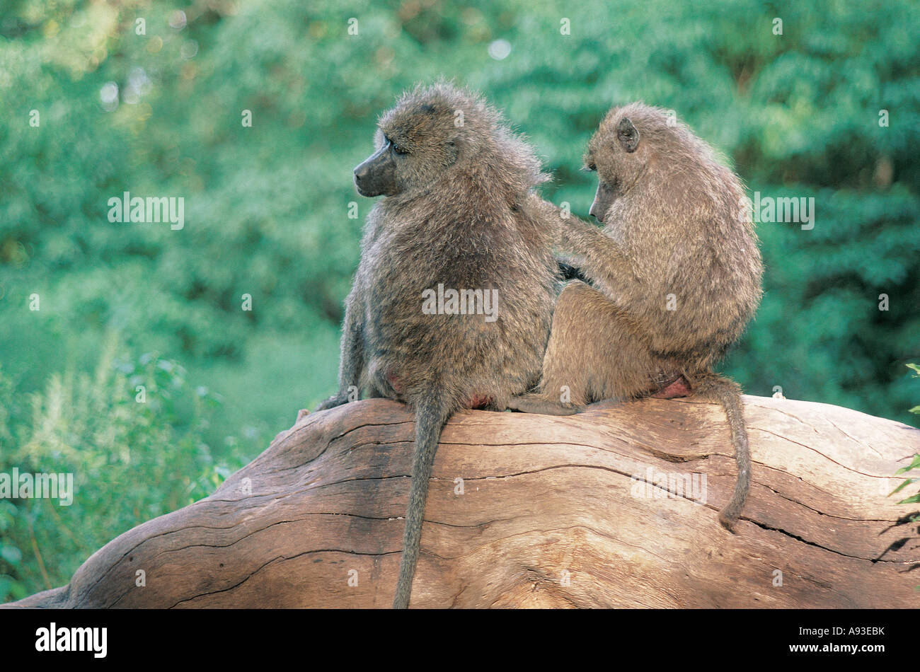 Two Olive Baboons grooming each other whilst sitting on an old log Samburu National Reserve Kenya East Africa Stock Photo