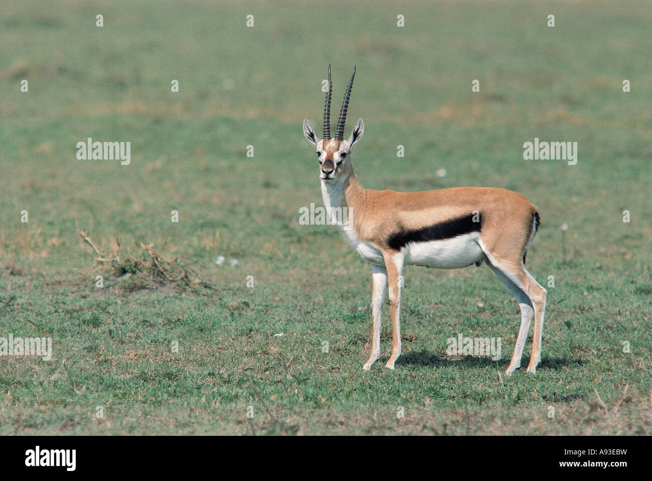 Male Thomson s Gazelle Masai Mara National Reserve Kenya Stock Photo ...