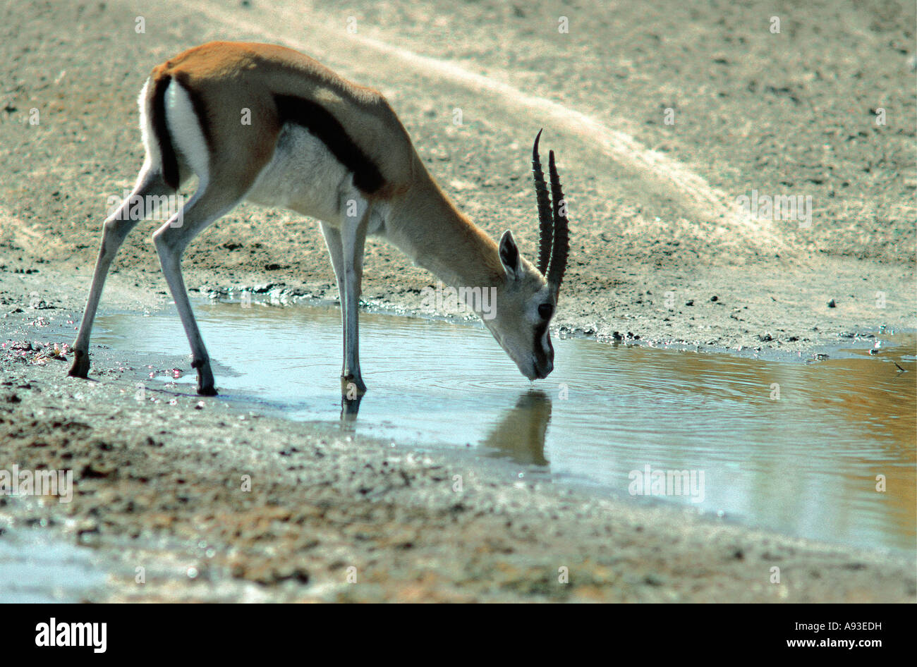 Thompsons gazelle horns hi-res stock photography and images - Alamy