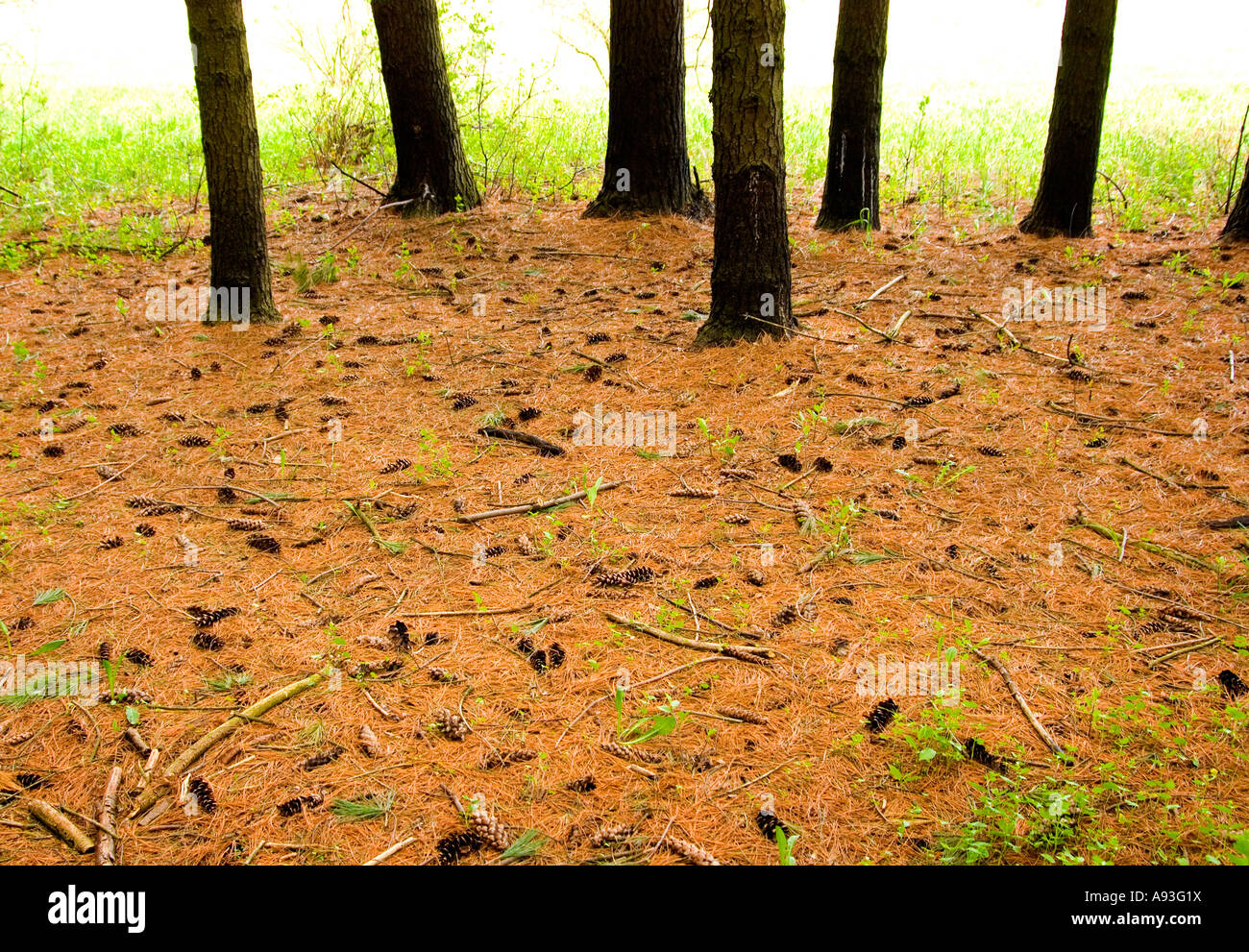 Pine Forest Floor Stock Photo Alamy Pine Forest Floor Stock Photo Alamy