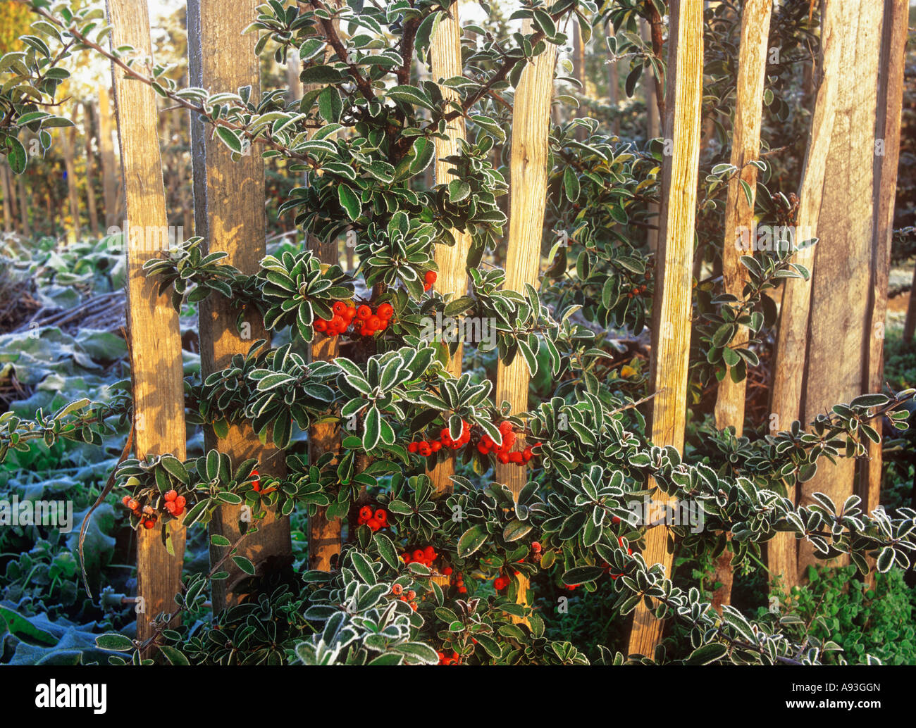Pyracantha with berries under a late autumnal  frost illuminated by dawn sunshine Stock Photo