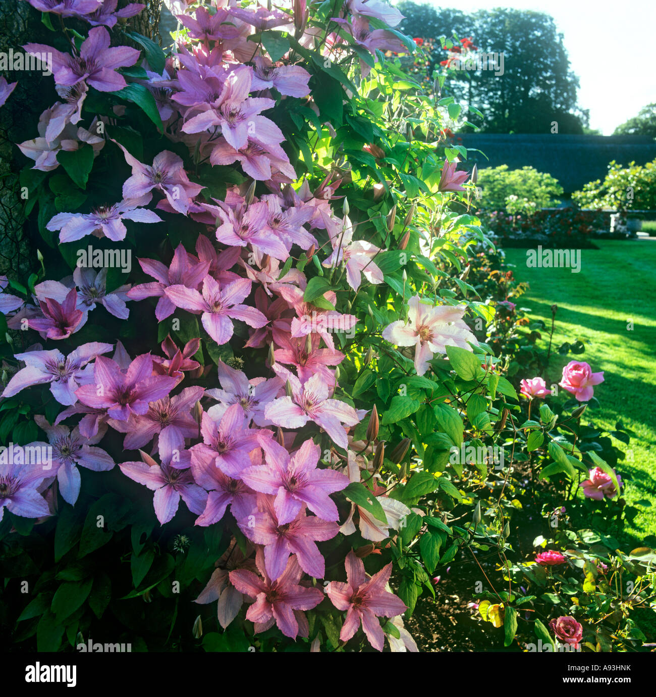 Pink Clematis flowering in English country garden with roses behind in late afternoon sunshine Stock Photo