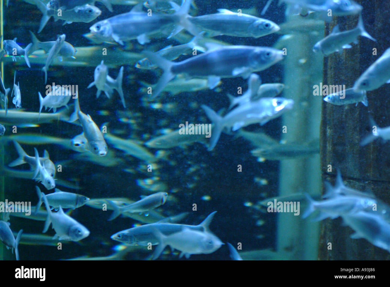 Fish in aquarium Stock Photo