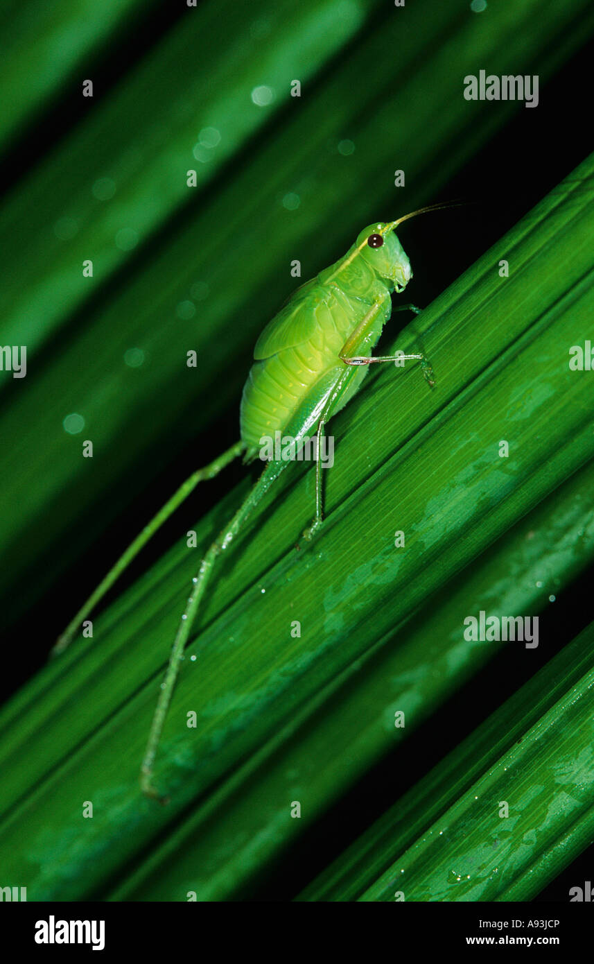 Green grasshopper on leaf Stock Photo