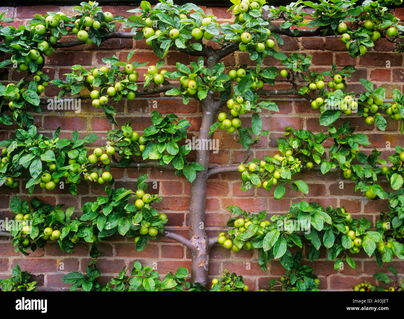 Apple Tree Espalier Pruning Diagram