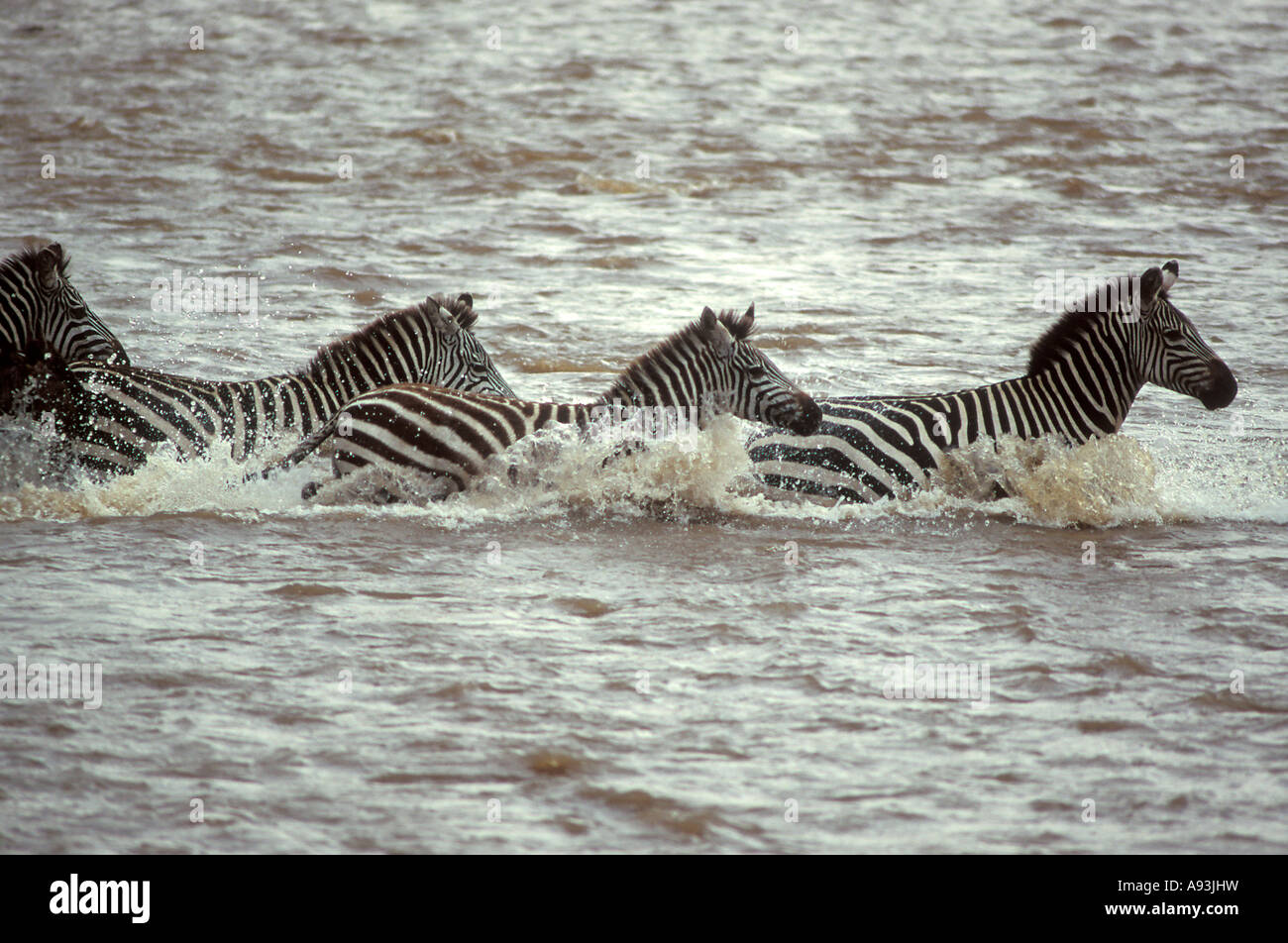 Swimming zebra in mara river hires stock photography and images Alamy