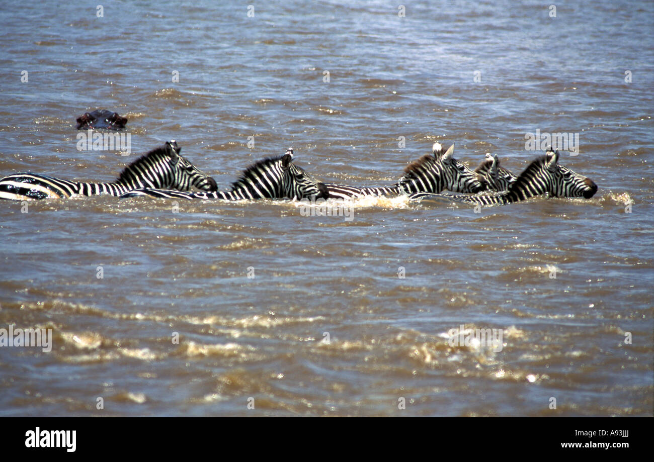 Swimming zebra in mara river hires stock photography and images Alamy